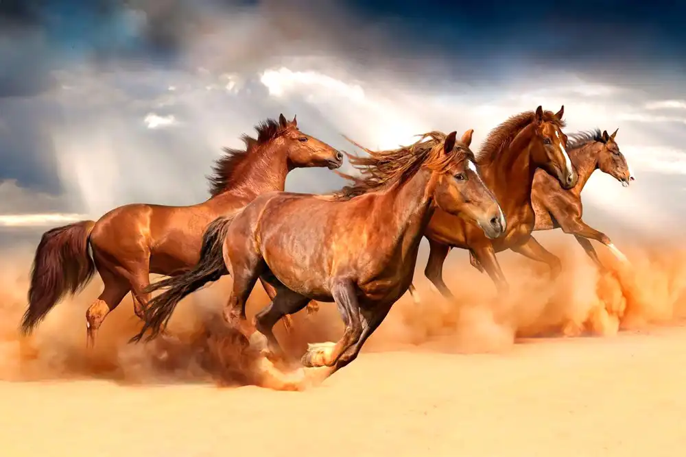 افضل نوع احصنة