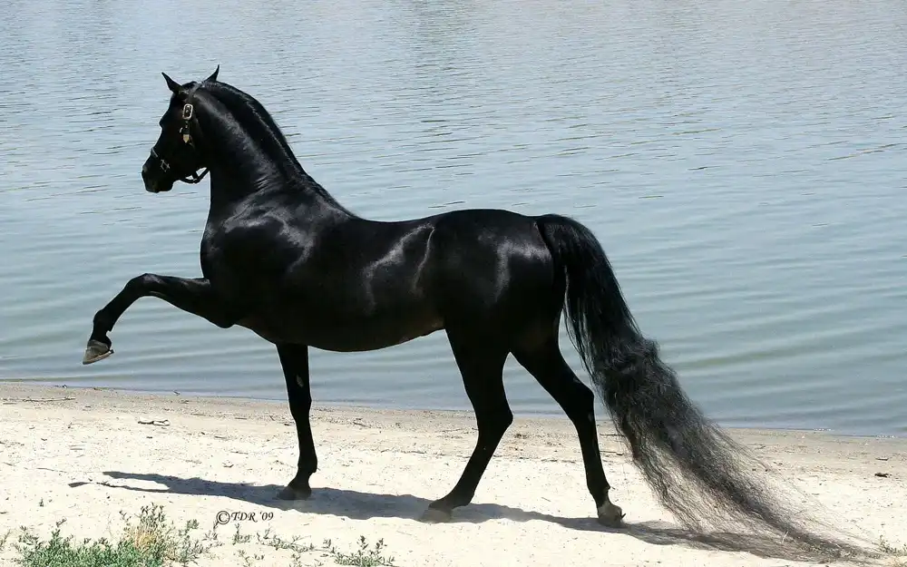 صورة حصان ادهم