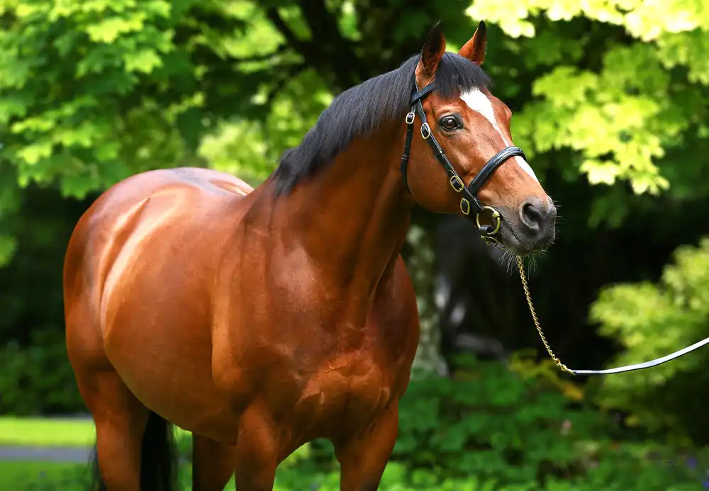 اغلى خيل في العالم