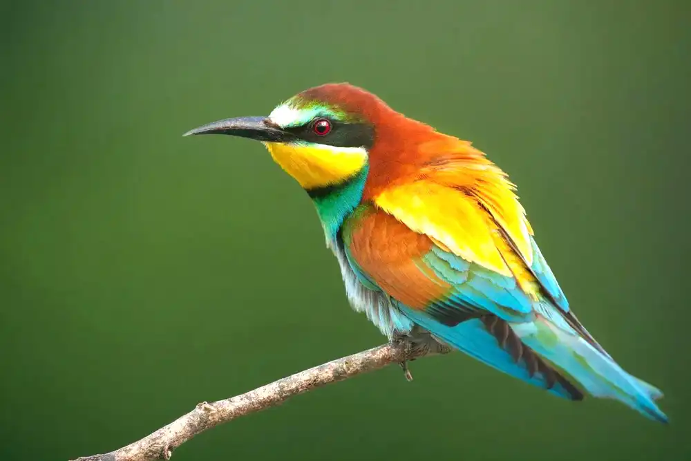 عصافير صفيرة ملونة